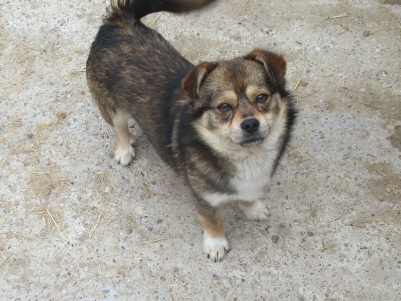 Grizzly - der kleine Teddy