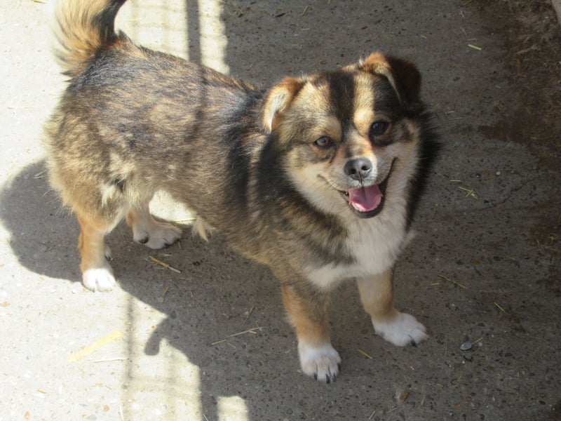 Grizzly - der kleine Teddy
