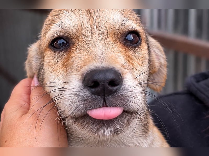 Riley ist unser Schmusekönig