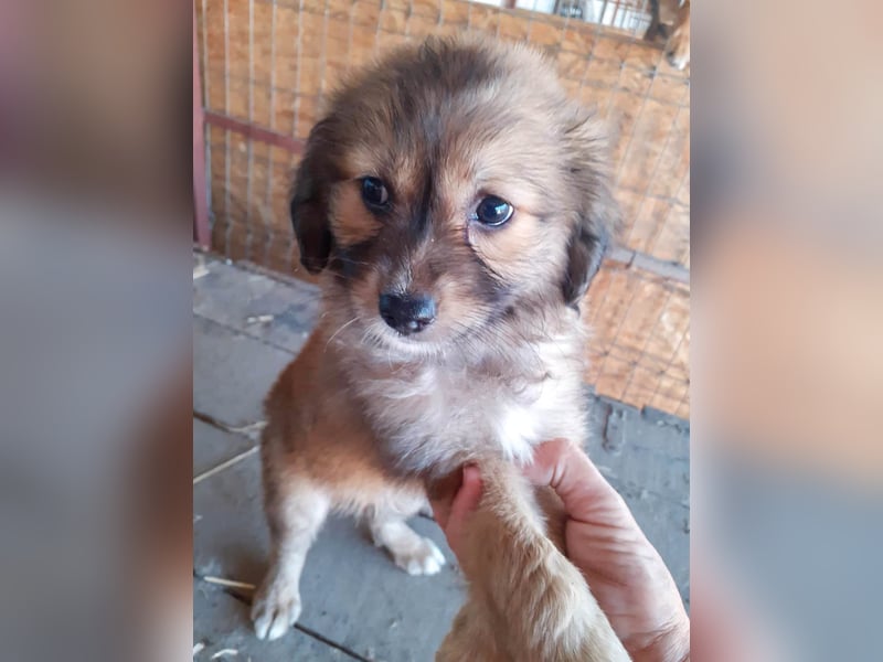 Gino - ist ein kleines Kuschelbärchen