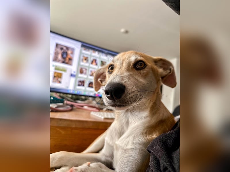 Maverick ist ein Kuschelbär