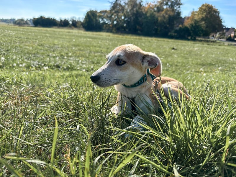 Maverick ist ein Kuschelbär