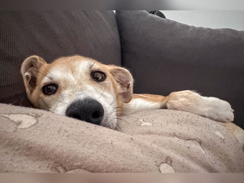 Maverick ist ein Kuschelbär