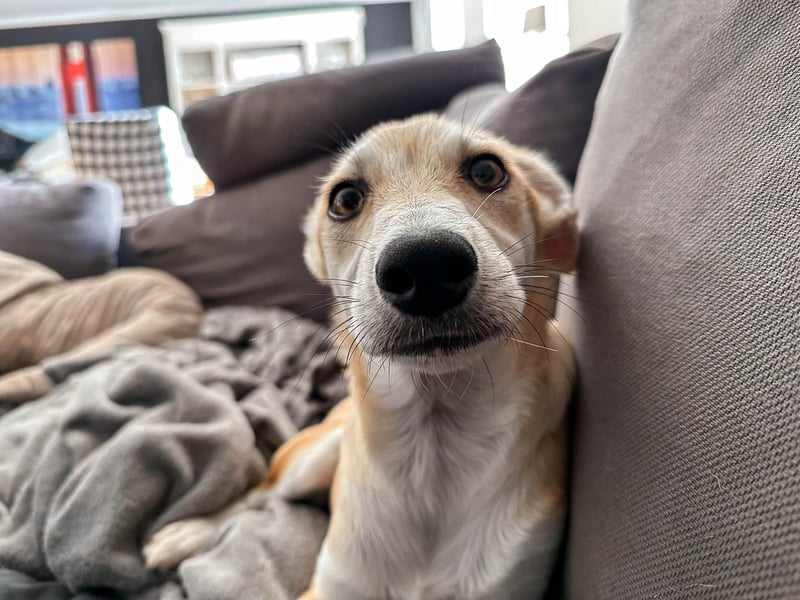 Maverick ist ein Kuschelbär