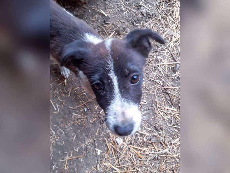 31W ist ein zartes Hundekind