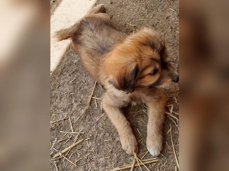 Gino - ist ein kleines Kuschelbärchen