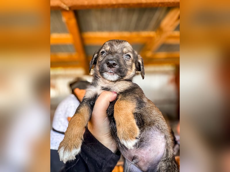 Benji ist ein kleiner Schatz