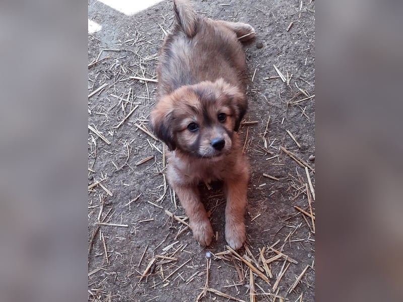 Gino - ist ein kleines Kuschelbärchen