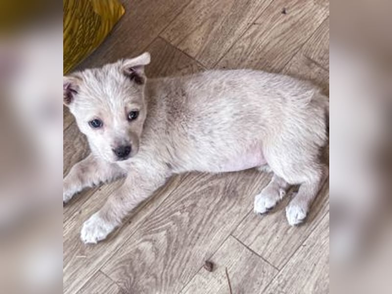 Penny ist eine kleine Herzensbrecherin