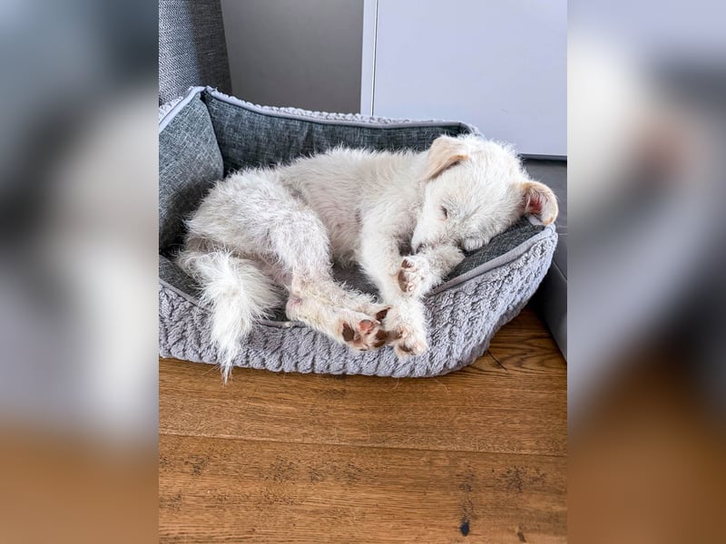 Blanca ist eine kleine Kuschelmaus zum Verlieben