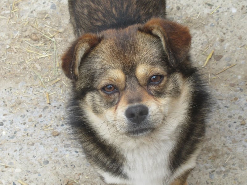 Grizzly - der kleine Teddy