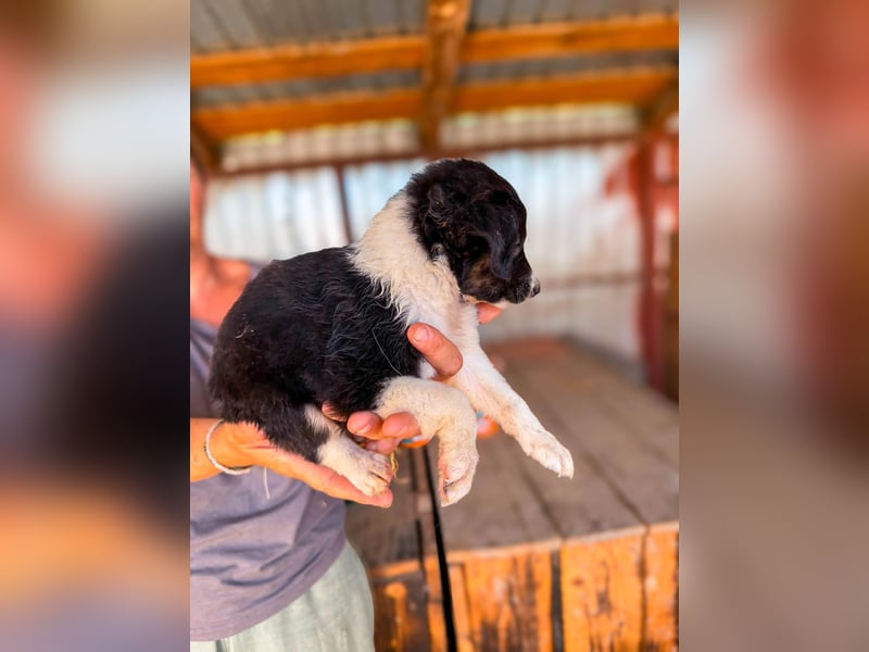 Lucy ist ein kleines Zuckerschnütchen