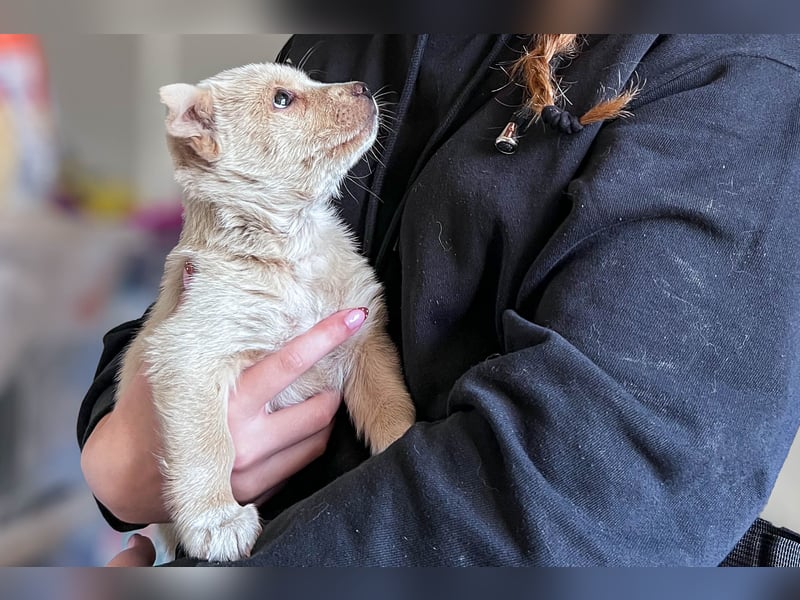 Penny ist eine kleine Herzensbrecherin