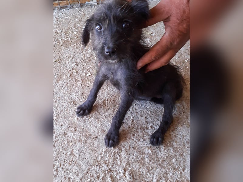 27W ist eine kleine Kuschelmaus