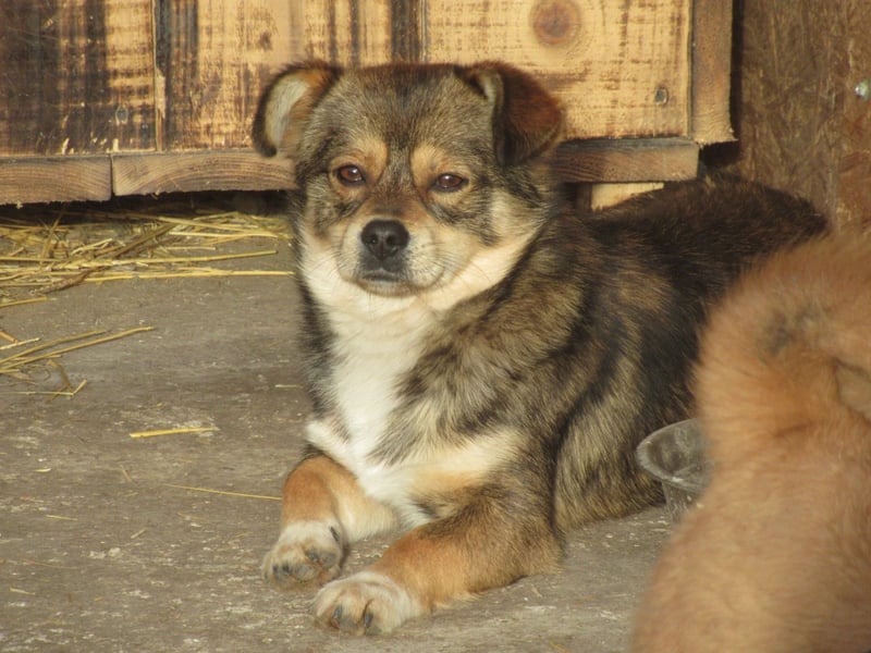 Grizzly - der kleine Teddy