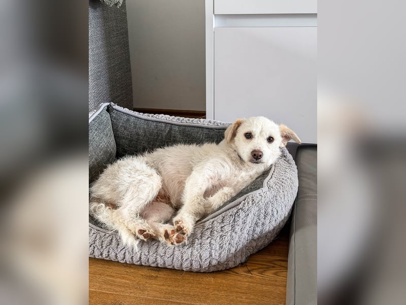 Blanca ist eine kleine Kuschelmaus zum Verlieben