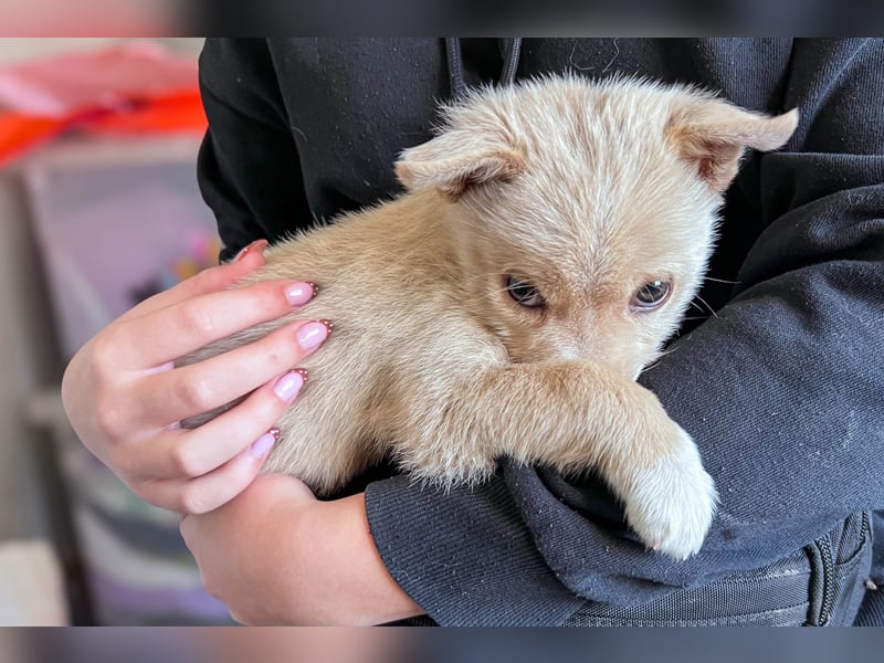 Penny ist eine kleine Herzensbrecherin