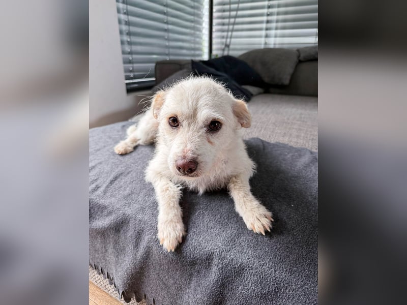 Blanca ist eine kleine Kuschelmaus zum Verlieben