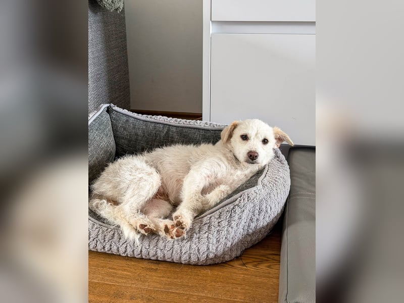 Blanca ist eine kleine Kuschelmaus zum Verlieben