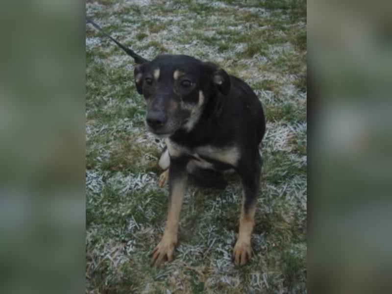 Sina , liebe, freundliche Hündin - wo findet sie ihre Mama`?