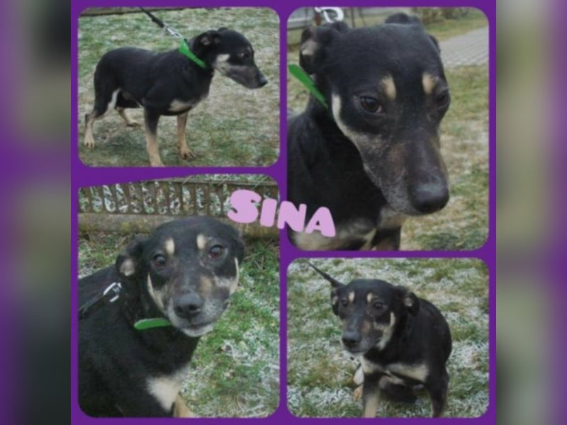 Sina , liebe, freundliche Hündin - wo findet sie ihre Mama`?