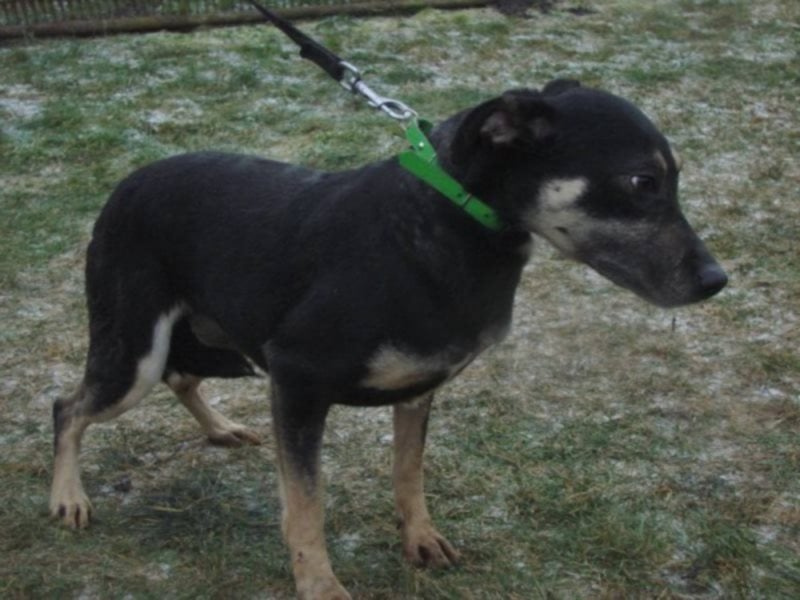 Sina , liebe, freundliche Hündin - wo findet sie ihre Mama`?