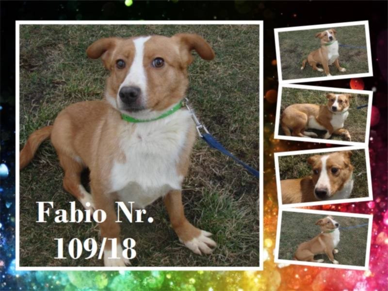 Der süße Fabio sucht liebe Familie oder Pflegestelle!
