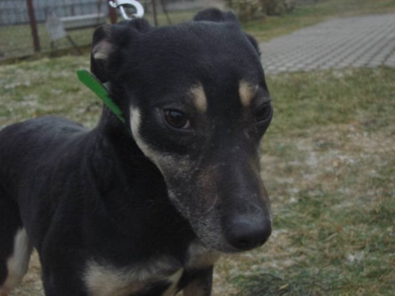 Sina , liebe, freundliche Hündin - wo findet sie ihre Mama`?