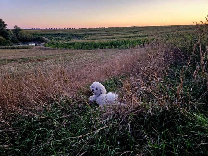 Deckrüde Bolonka Zwetna -Bichon Frise Mix