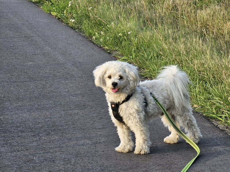 Deckrüde Bolonka Zwetna -Bichon Frise Mix