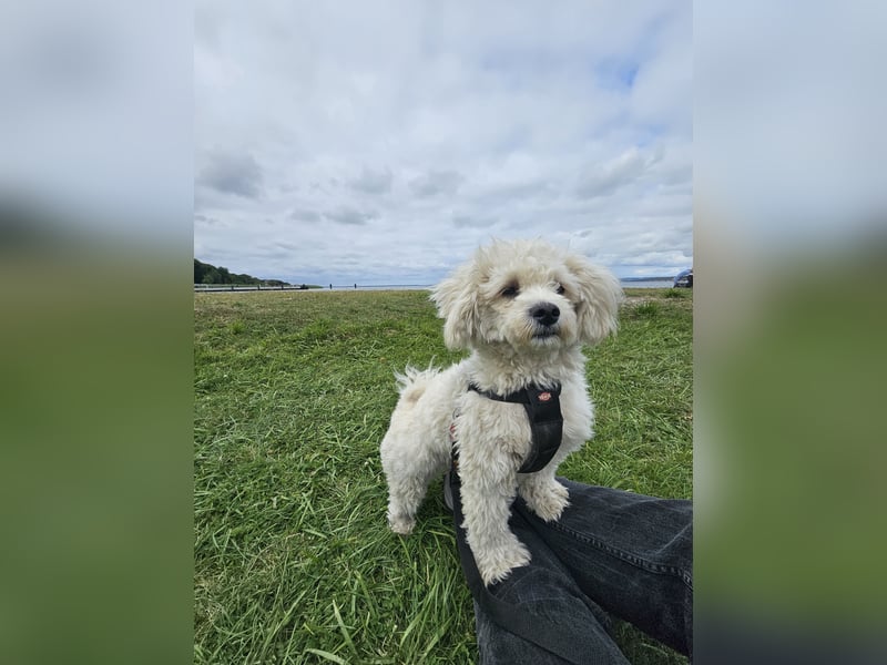Deckrüde Bolonka Zwetna -Bichon Frise Mix