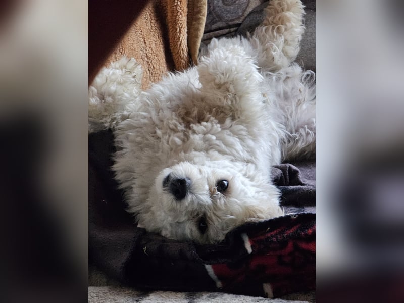 Deckrüde Bolonka Zwetna -Bichon Frise Mix