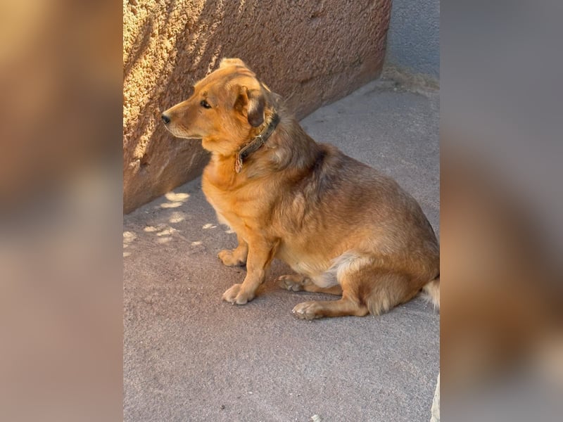  Gero, Sonnenschein auf vier Pfoten / bereits in Deuscthland