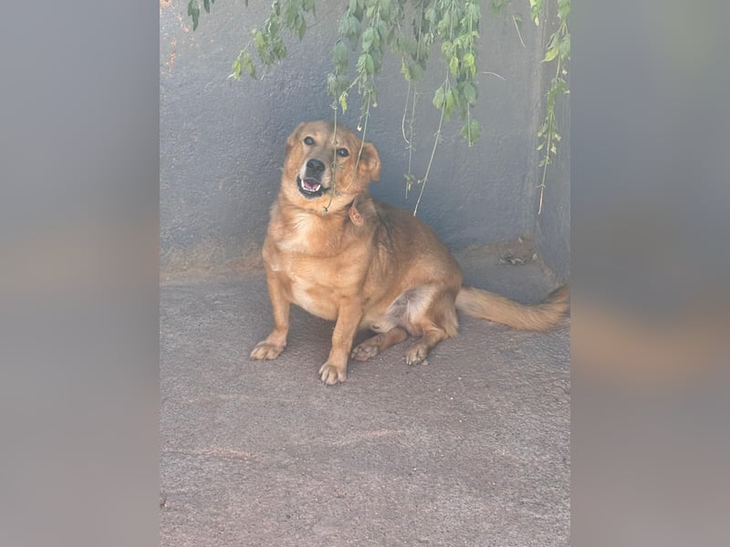  Gero, Sonnenschein auf vier Pfoten / bereits in Deuscthland