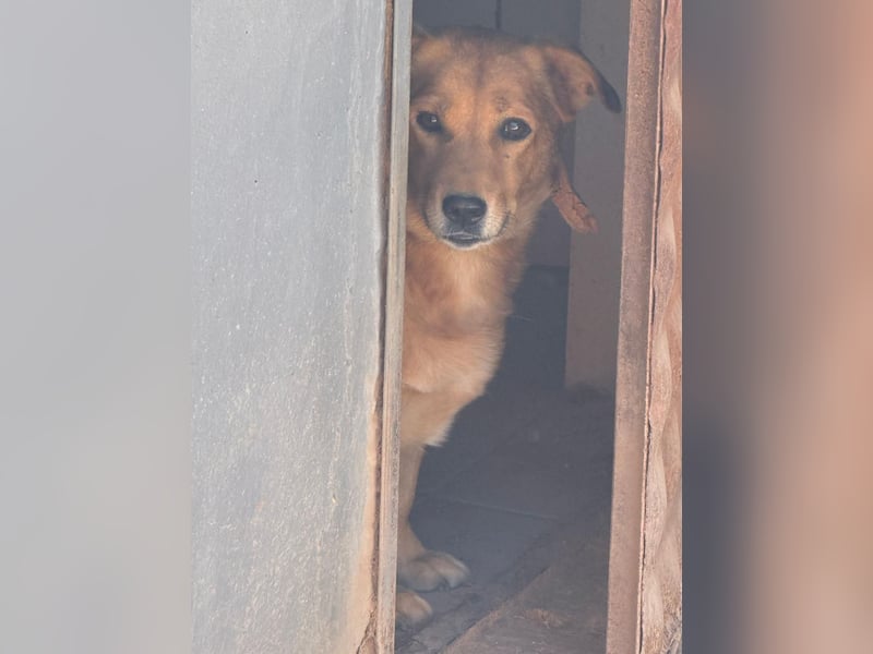 Gero, Sonnenschein auf vier Pfoten / bereits in Deuscthland
