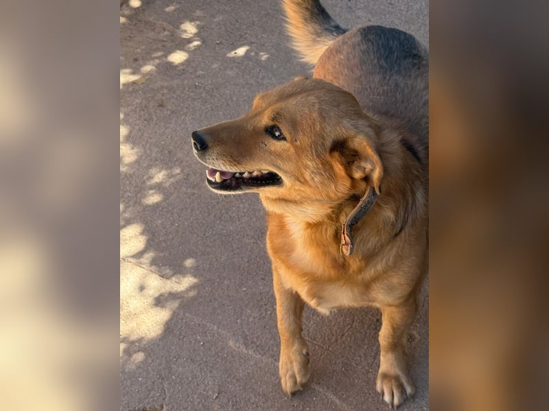  Gero, Sonnenschein auf vier Pfoten / bereits in Deuscthland