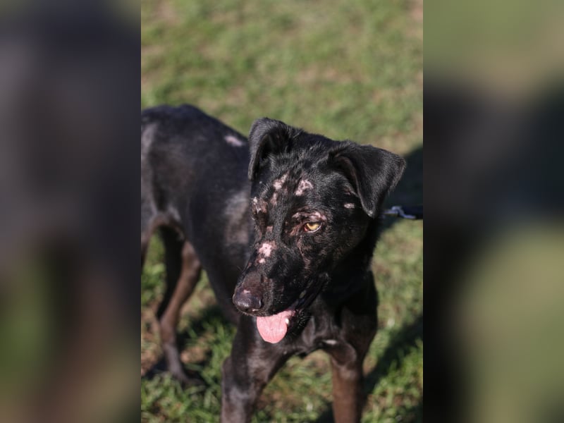 Aufgeweckter Mario sucht seine Familie