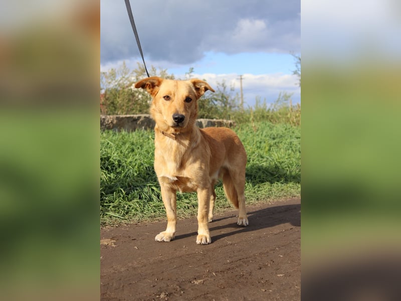 Freundlicher Oryn sucht sein Zuhause