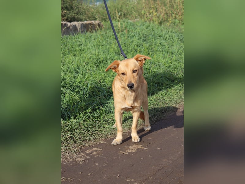 Freundlicher Oryn sucht sein Zuhause