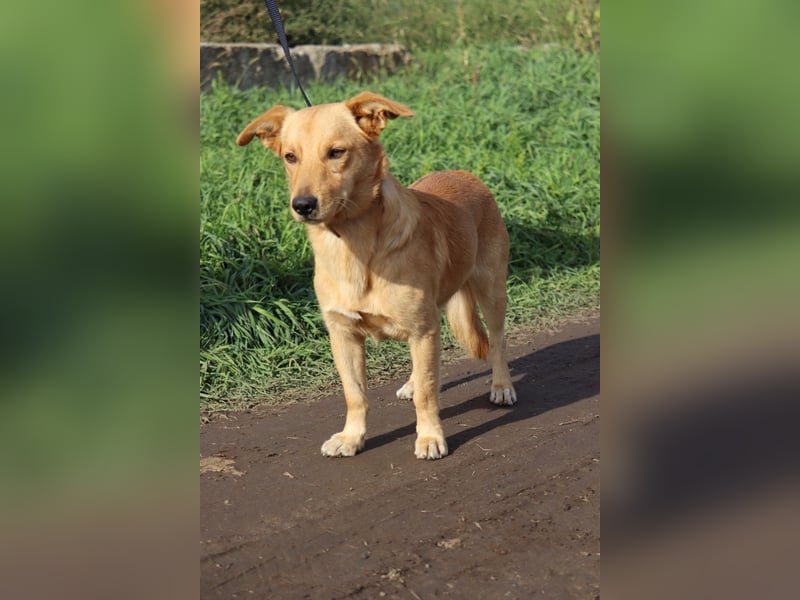 Freundlicher Oryn sucht sein Zuhause