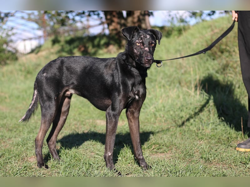 Aufgeweckter Mario sucht seine Familie