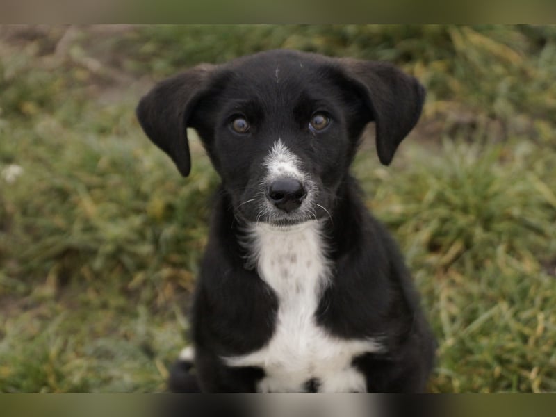 Neugieriger Merlyn sucht seine Familie