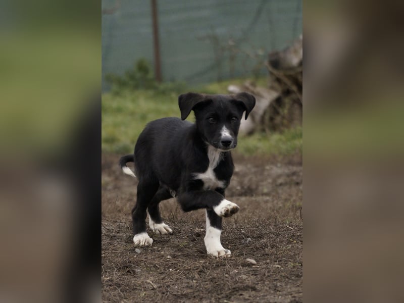 Neugieriger Merlyn sucht seine Familie