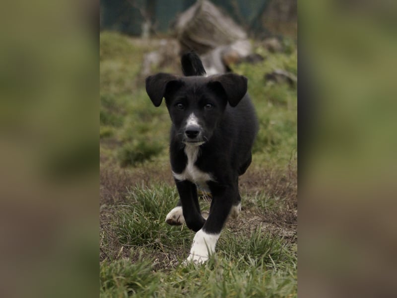 Neugieriger Merlyn sucht seine Familie