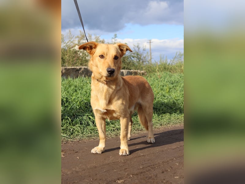 Freundlicher Oryn sucht sein Zuhause
