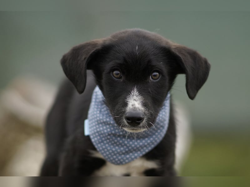 Neugieriger Merlyn sucht seine Familie