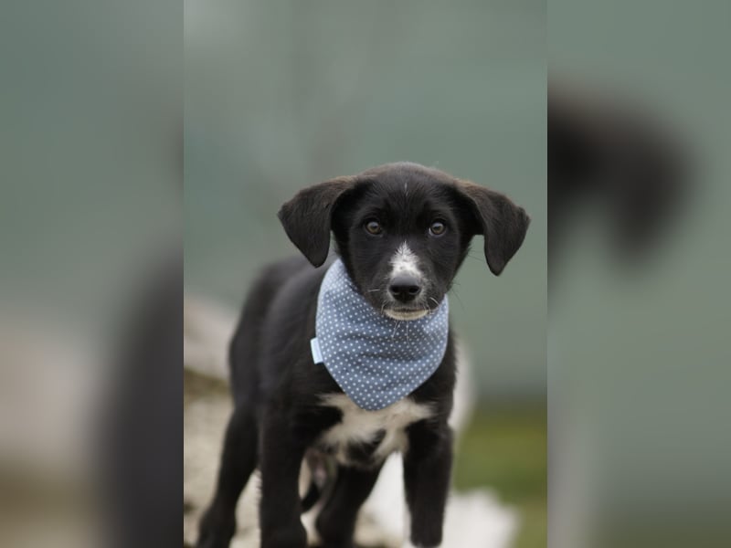 Neugieriger Merlyn sucht seine Familie