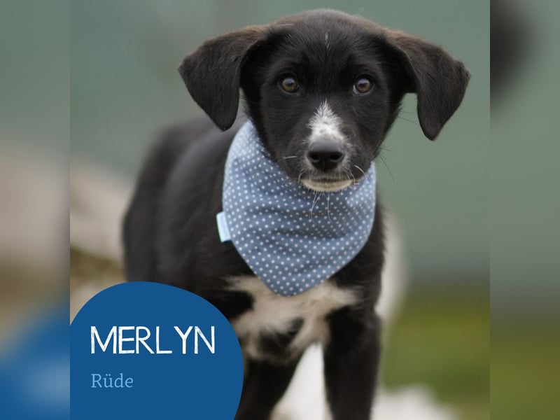 Neugieriger Merlyn sucht seine Familie