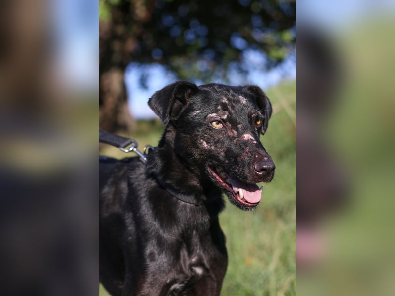 Aufgeweckter Mario sucht seine Familie