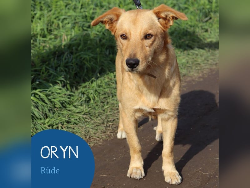 Freundlicher Oryn sucht sein Zuhause